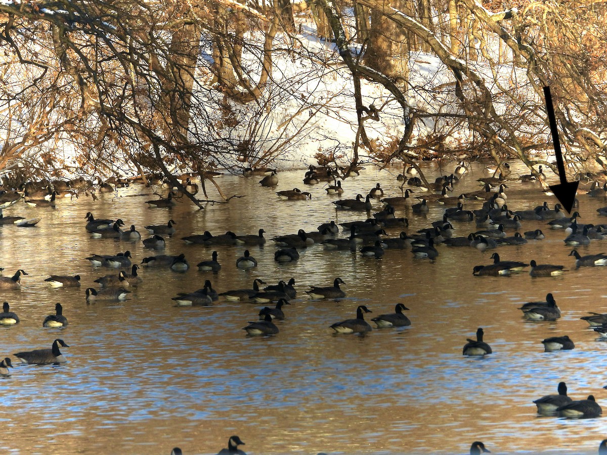 Ánsar/Barnacla sp. - ML646784813