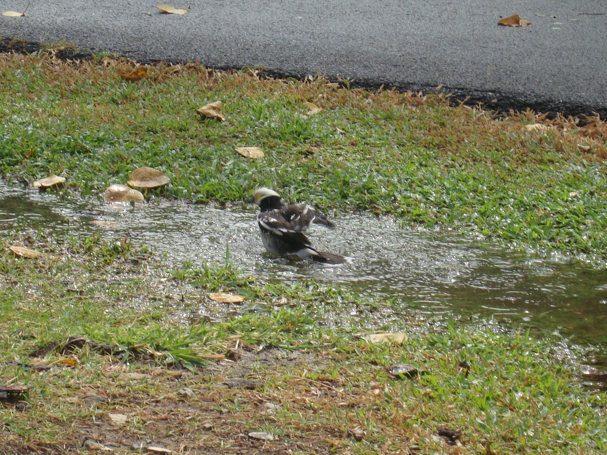 זרזיר שחור-קולר - ML646784815