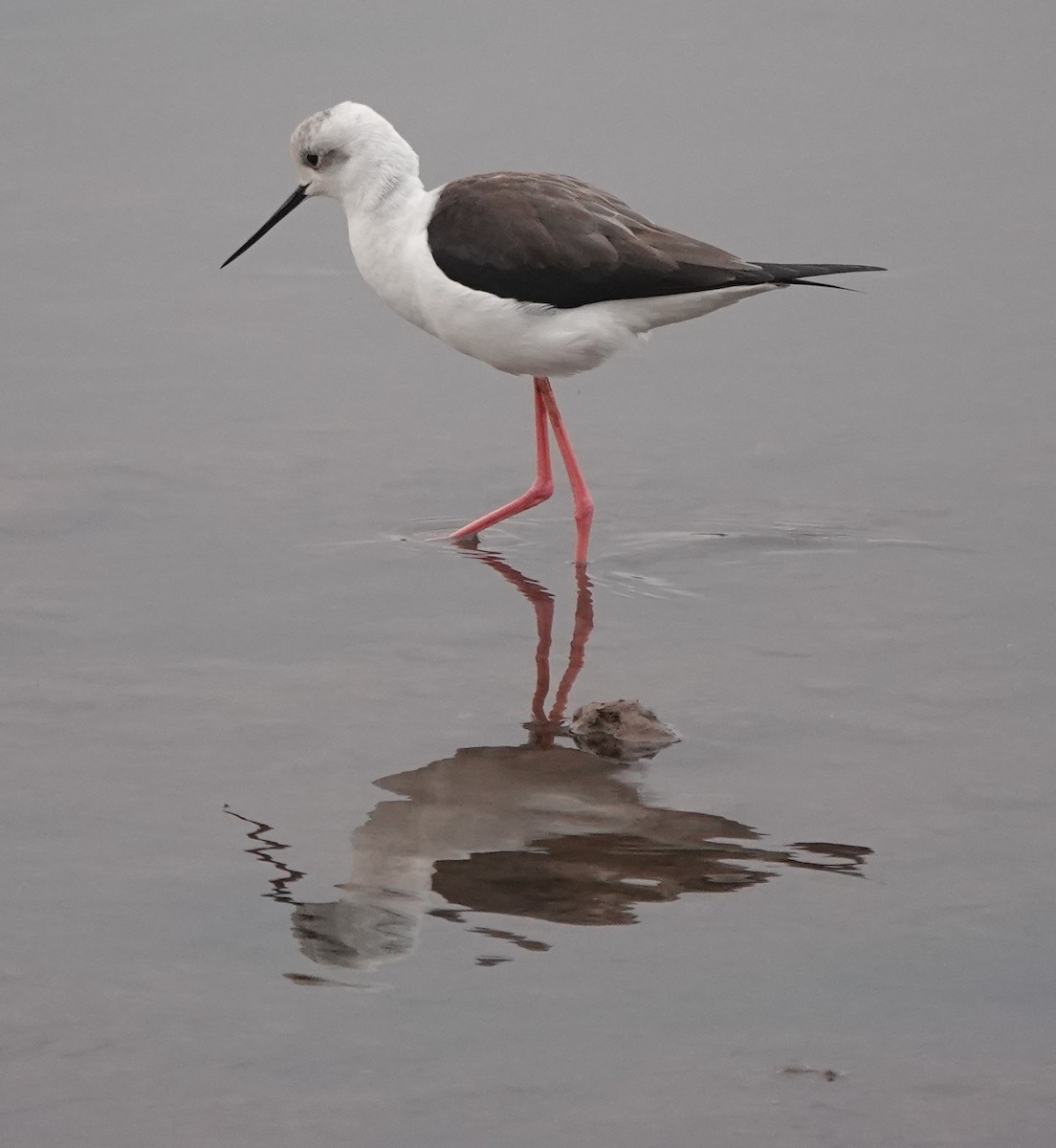 Кулик-довгоніг чорнокрилий - ML646784816