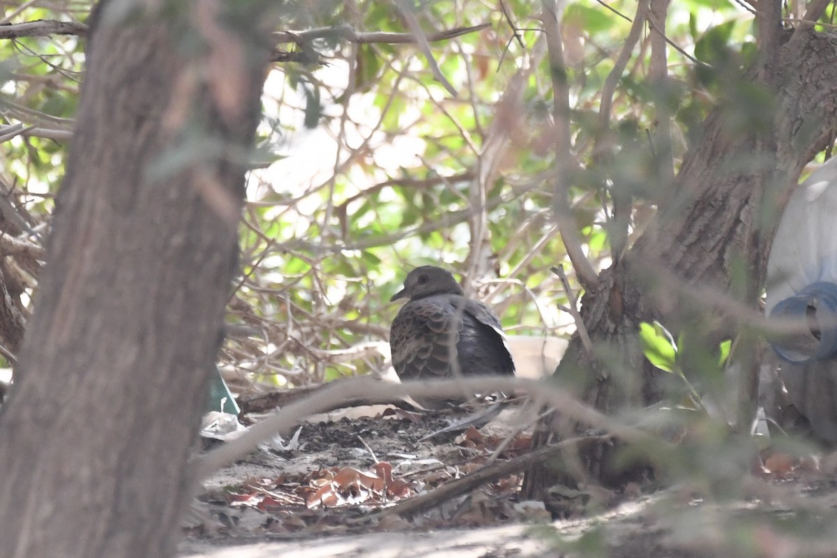 キジバト - ML646784821