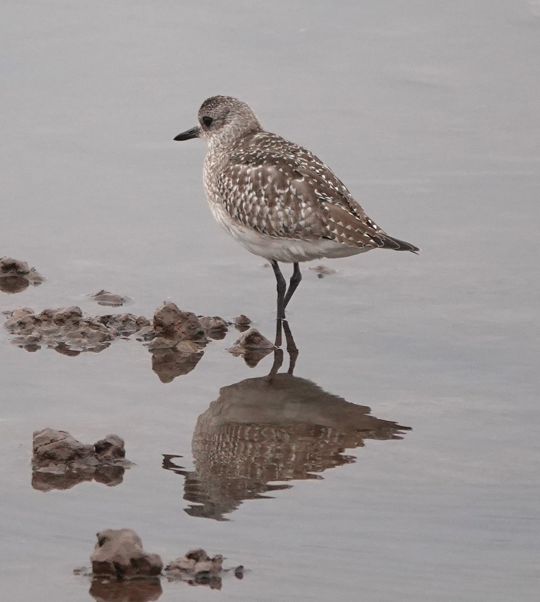 Сивка морська - ML646784822