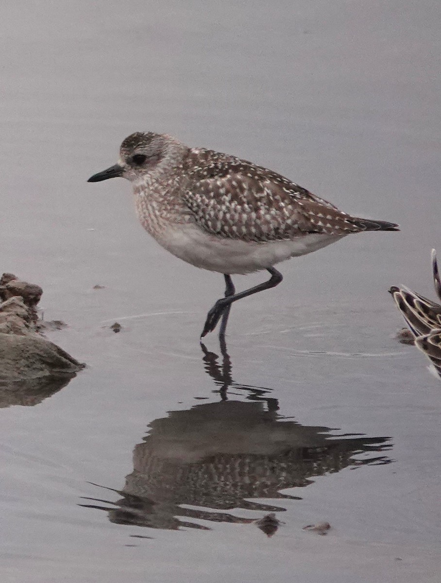 Сивка морська - ML646784823