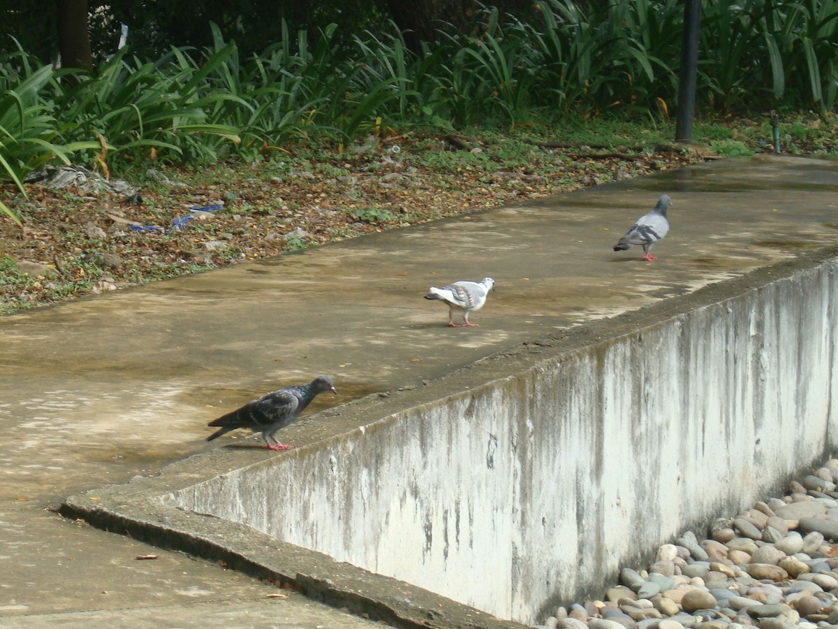 カワラバト（ドバト、家畜型） - ML646784824