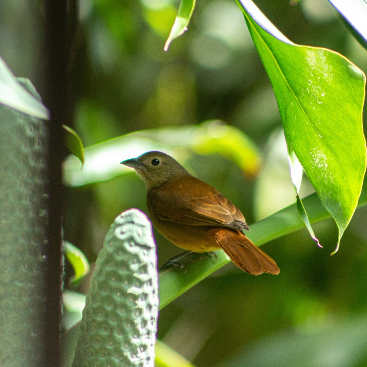 ヒノデクロフウキンチョウ - ML646784825