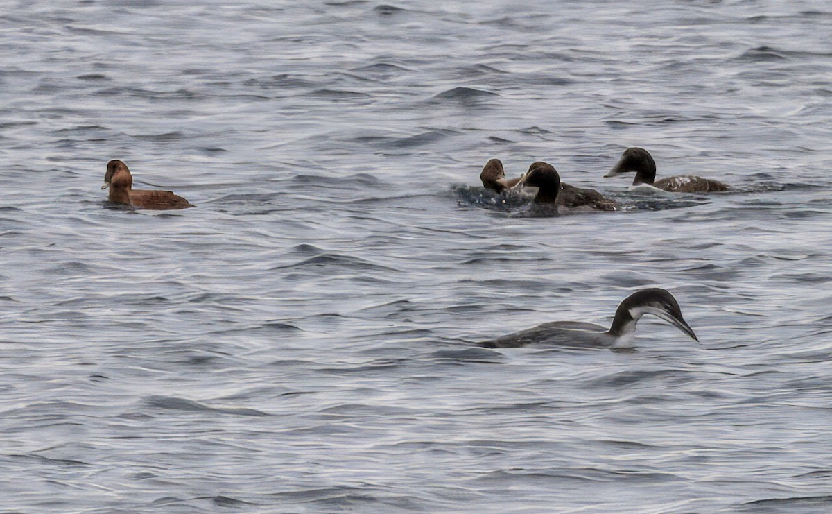 ホンケワタガモ - ML646784826