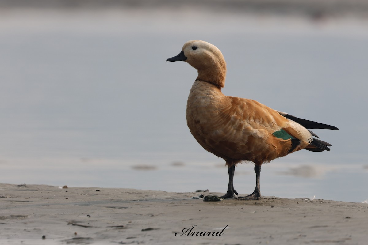 アカツクシガモ - ML646784827