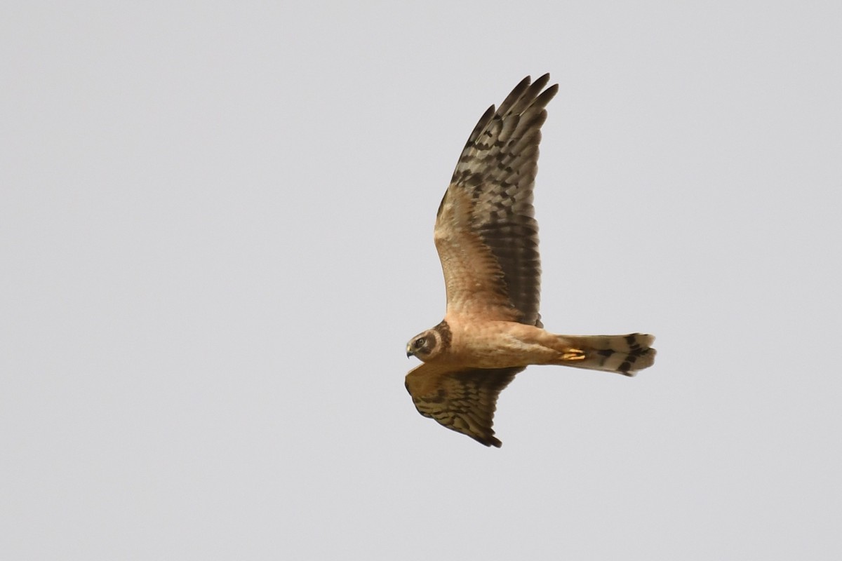 ウスハイイロチュウヒ - ML646784829