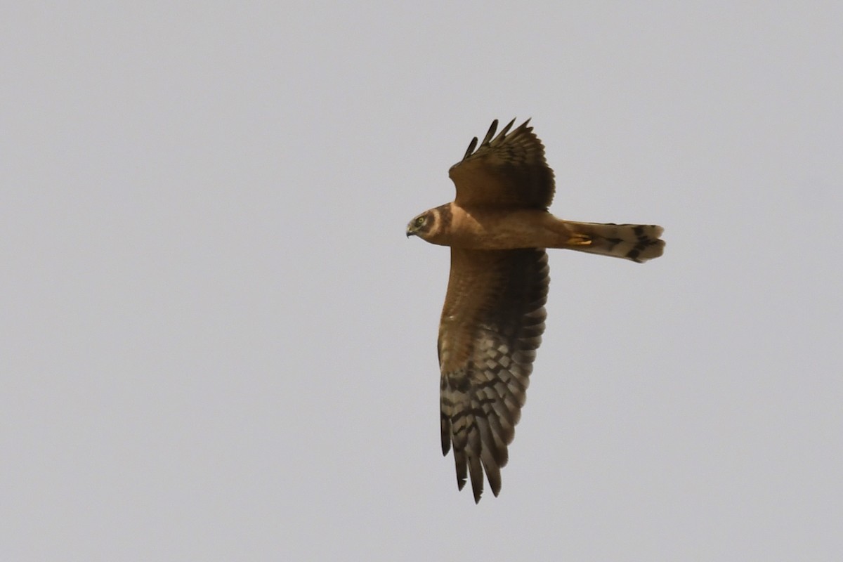 ウスハイイロチュウヒ - ML646784830