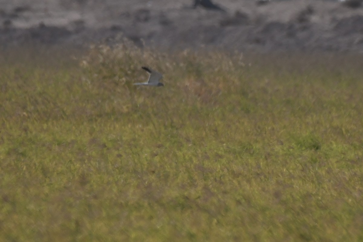 ウスハイイロチュウヒ - ML646784831