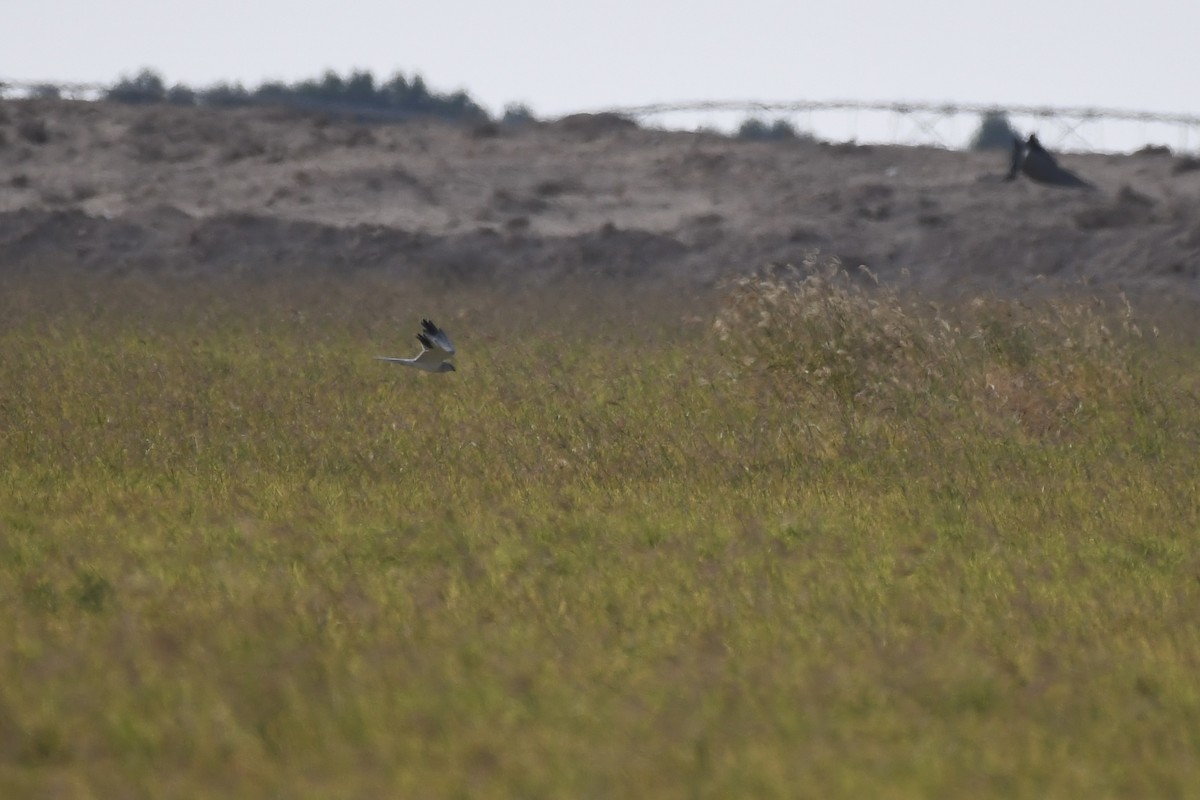 ウスハイイロチュウヒ - ML646784832