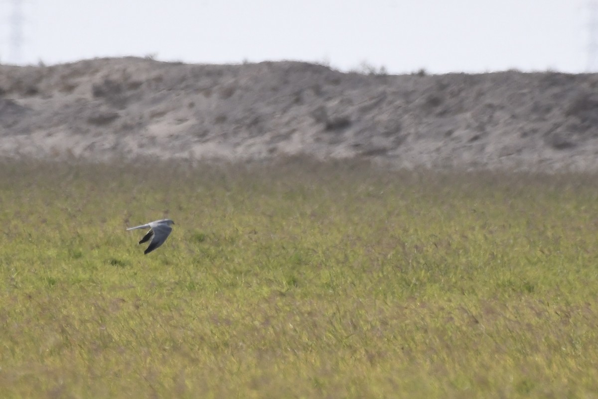 ウスハイイロチュウヒ - ML646784833