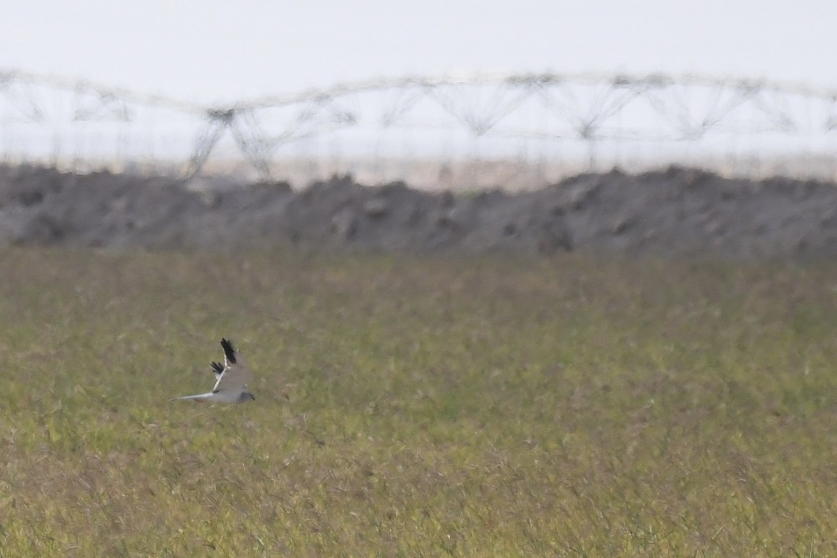 ウスハイイロチュウヒ - ML646784834