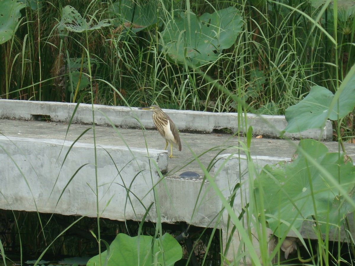 アカガシラサギ属 - ML646784835