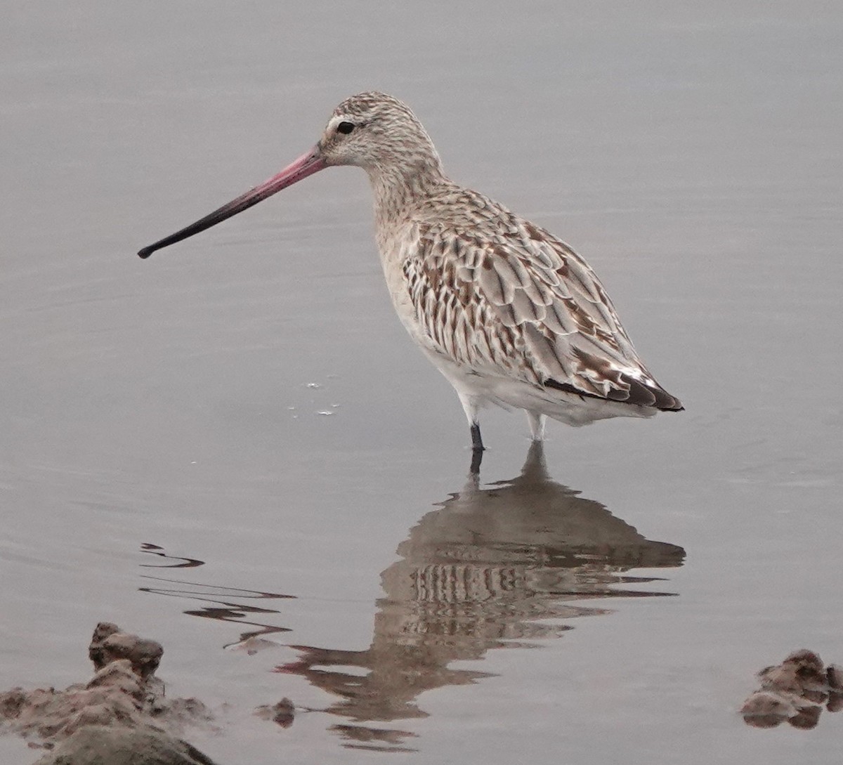 オオソリハシシギ - ML646784836