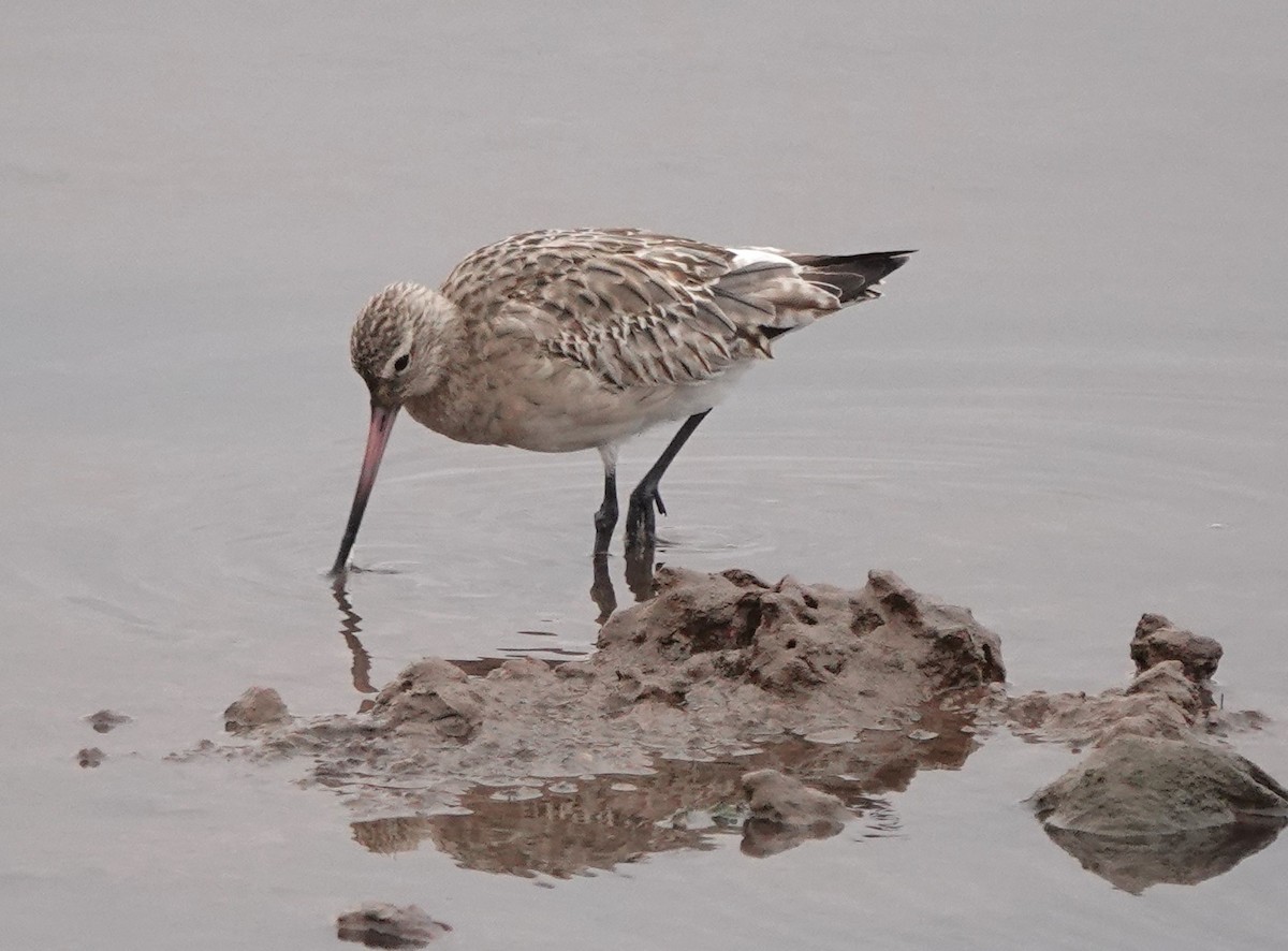 オオソリハシシギ - ML646784837