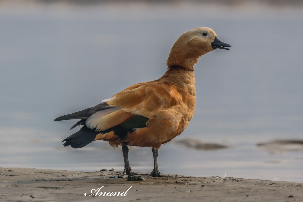 アカツクシガモ - ML646784838