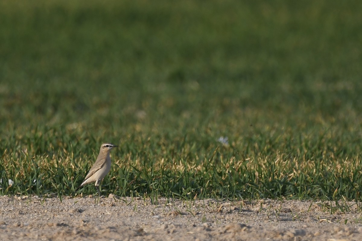 イナバヒタキ - ML646784839