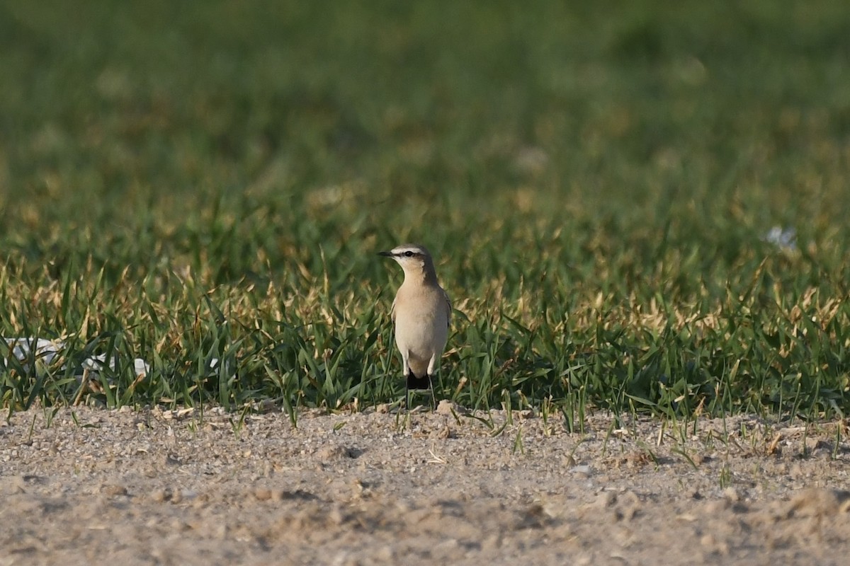 イナバヒタキ - ML646784840