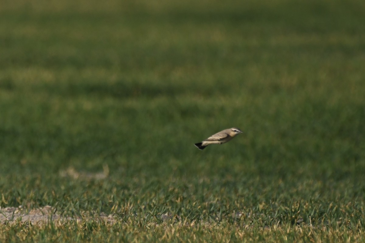 イナバヒタキ - ML646784841