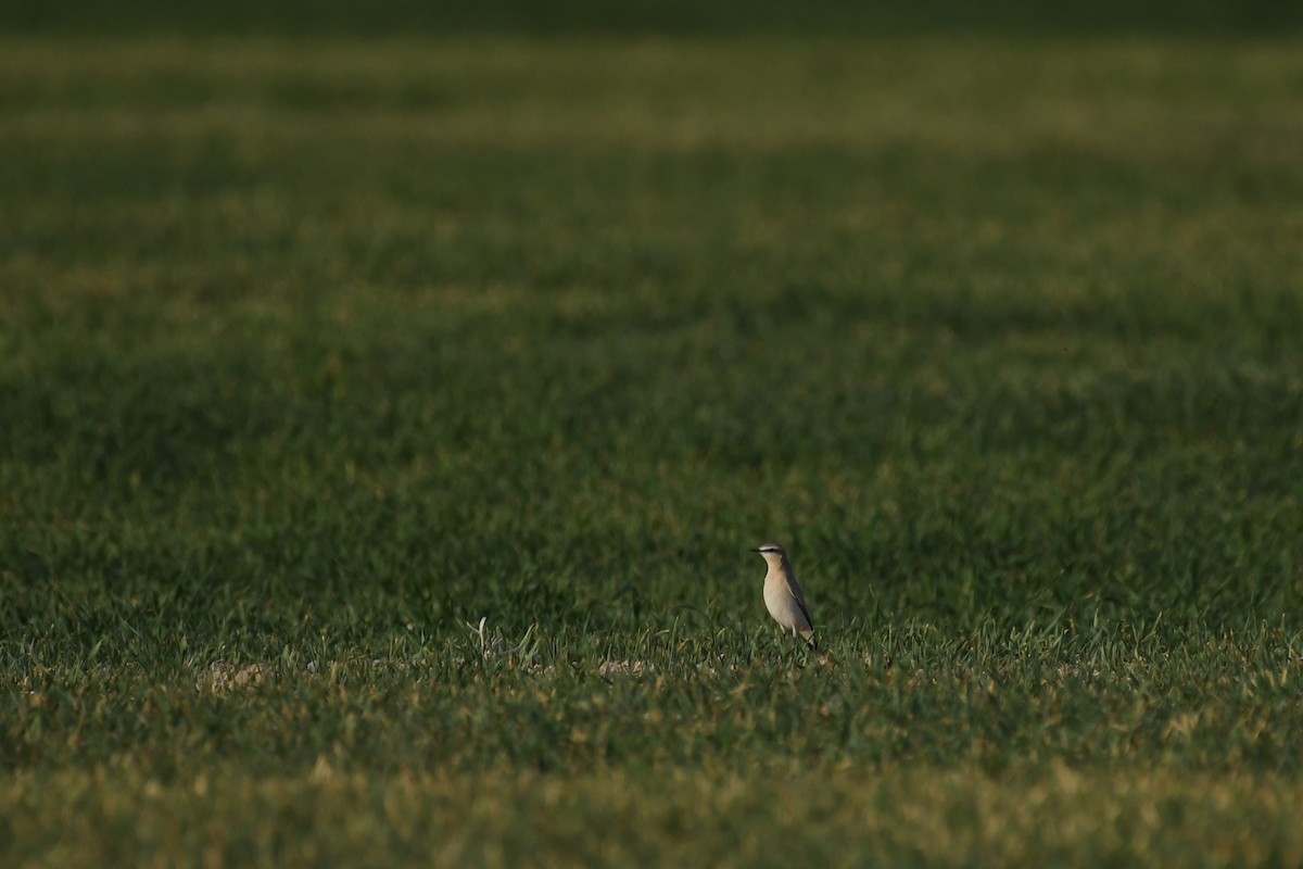 イナバヒタキ - ML646784842