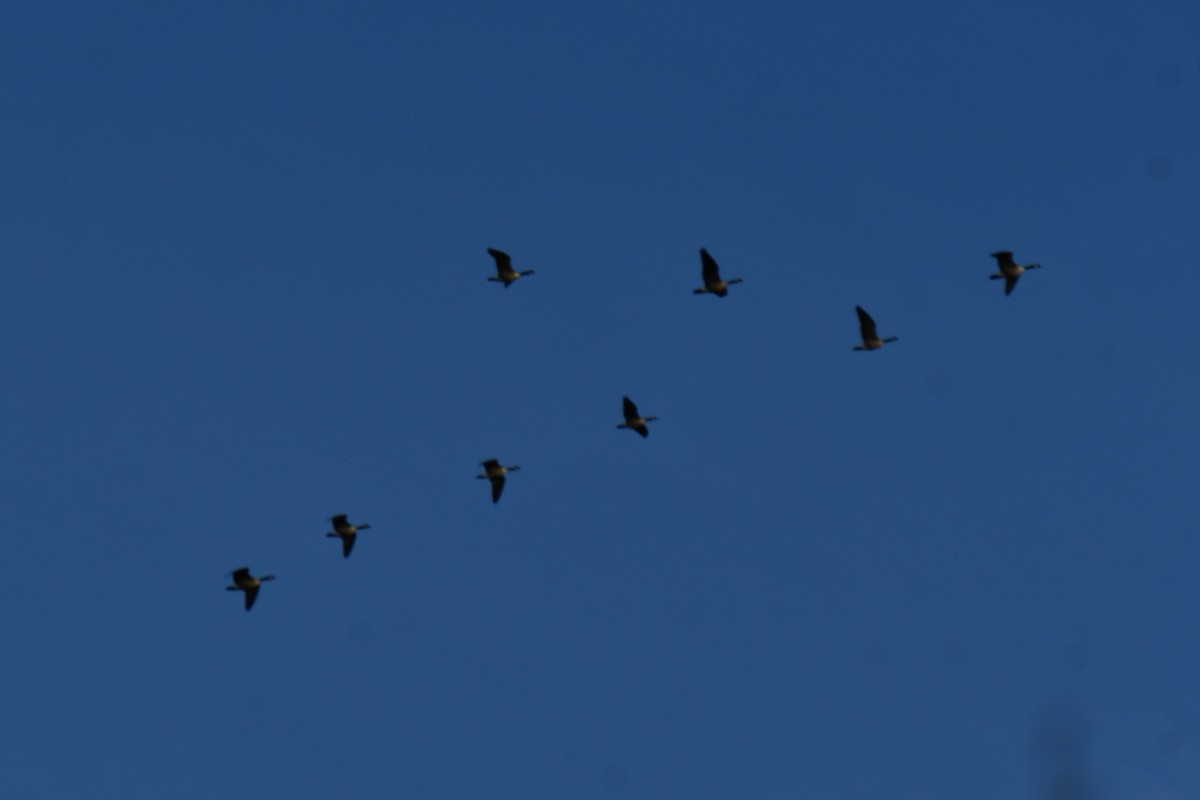 カナダガン - ML646784843