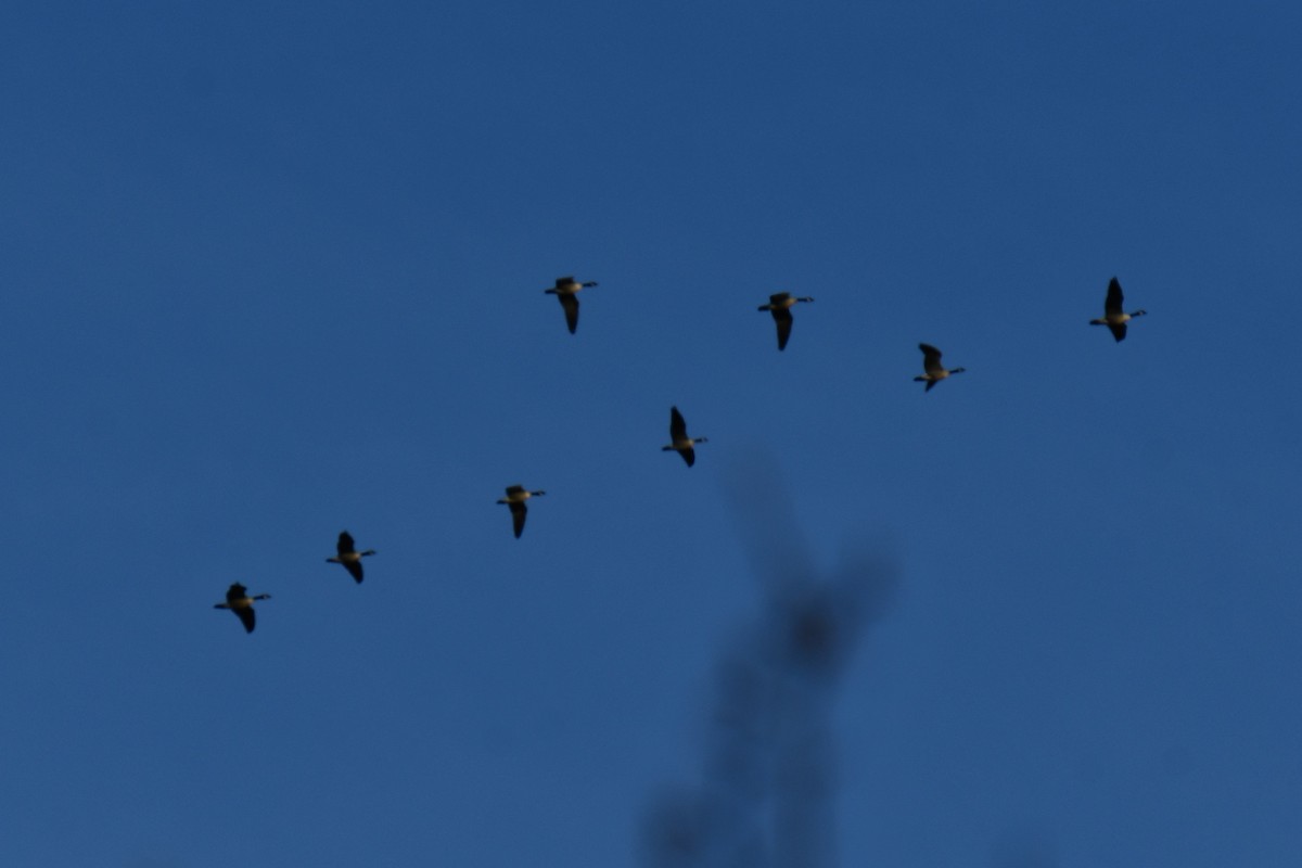 カナダガン - ML646784844