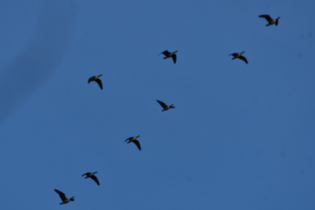 カナダガン - ML646784845