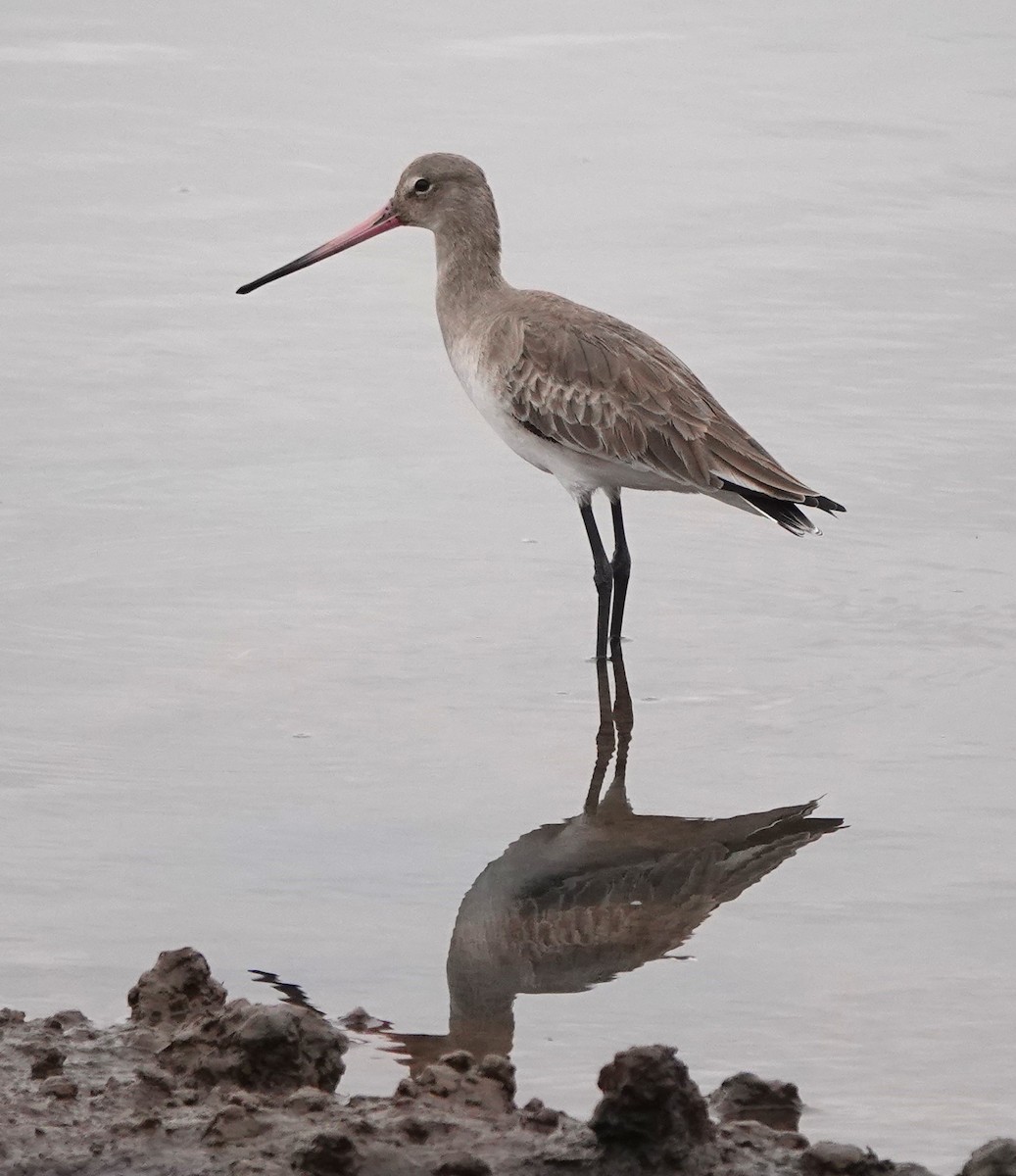 オグロシギ - ML646784846