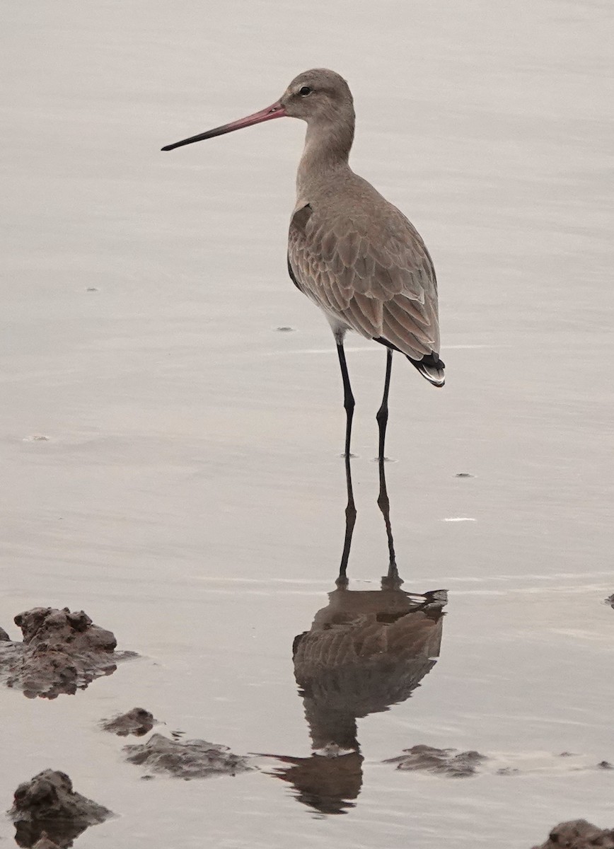 オグロシギ - ML646784847