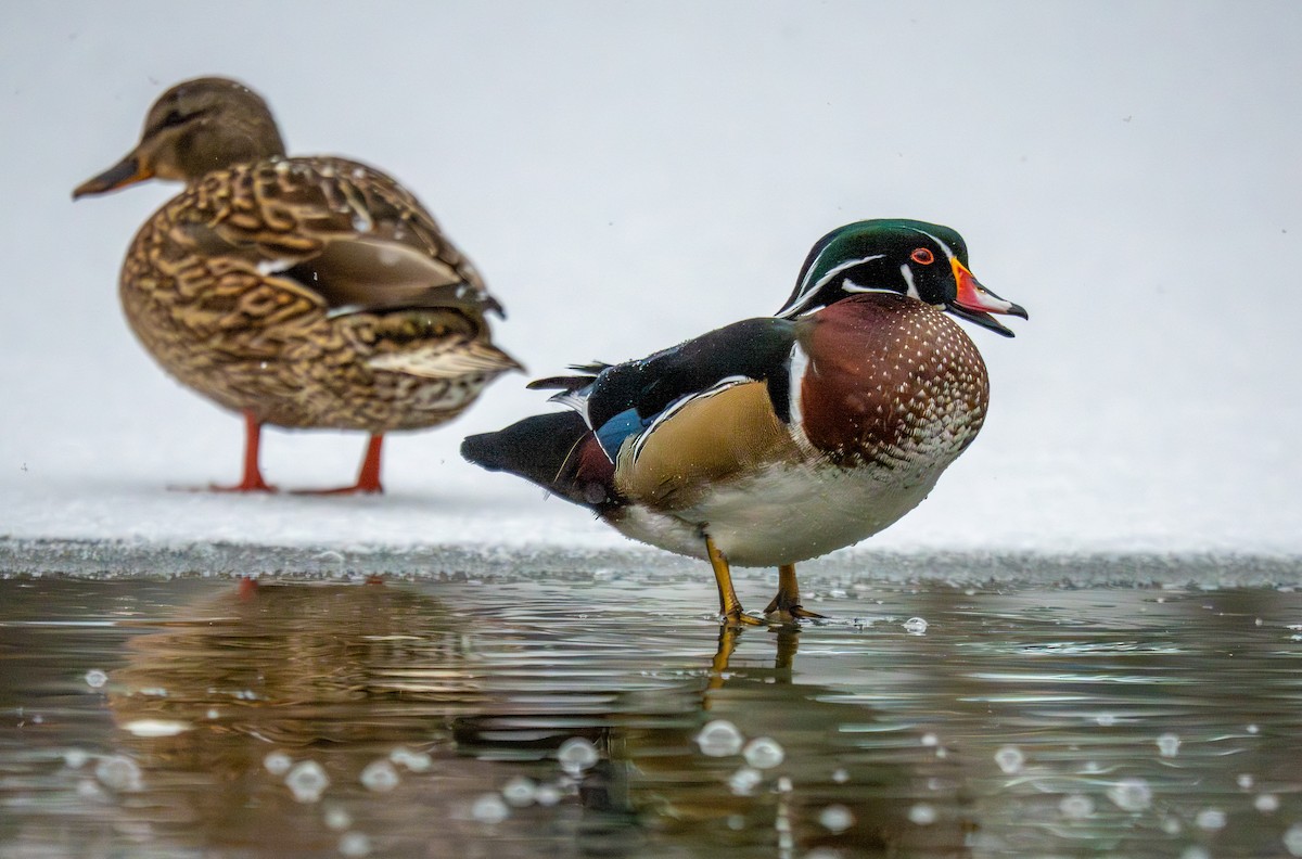 アメリカオシ - ML646784848