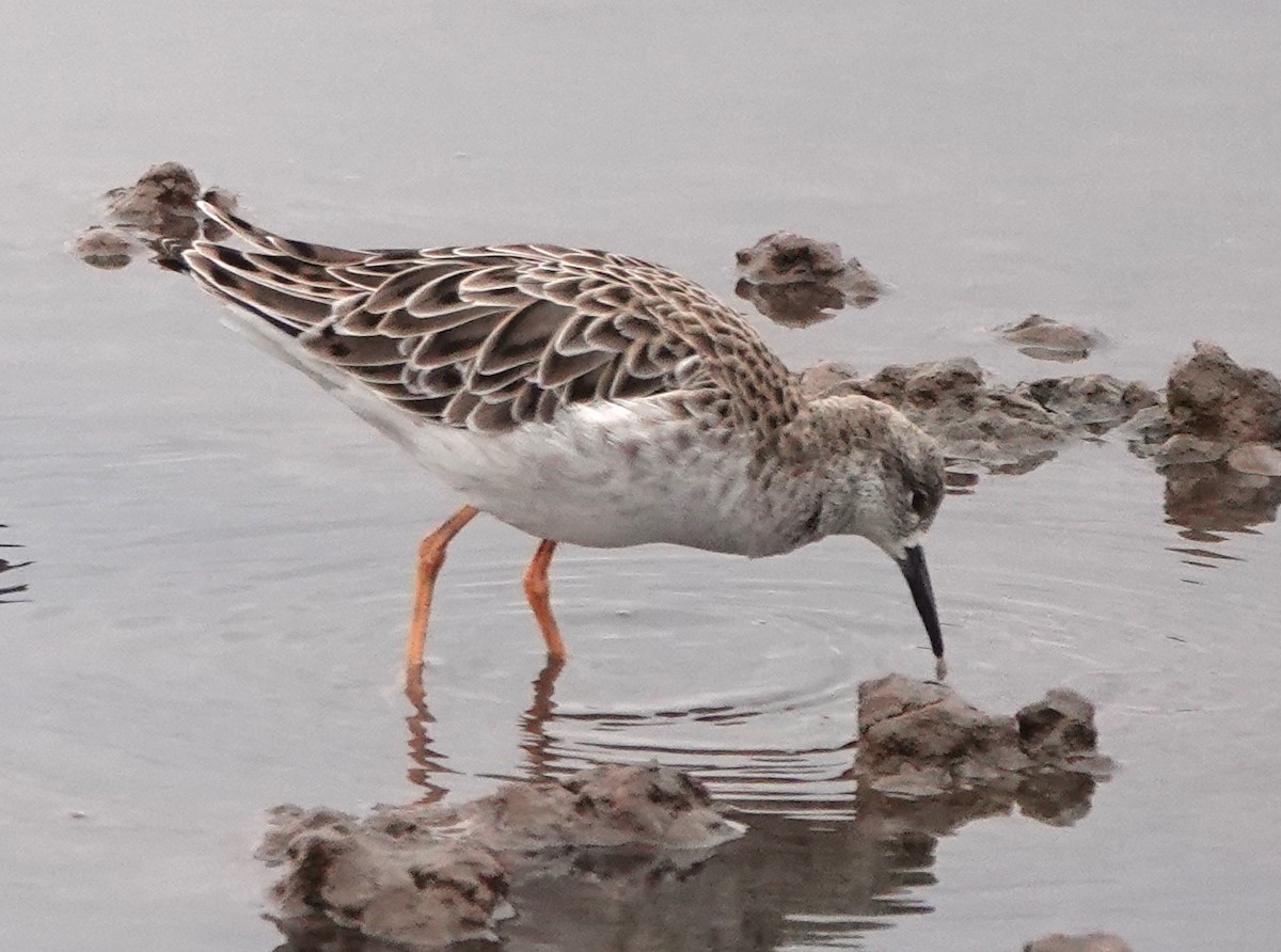 エリマキシギ - ML646784851