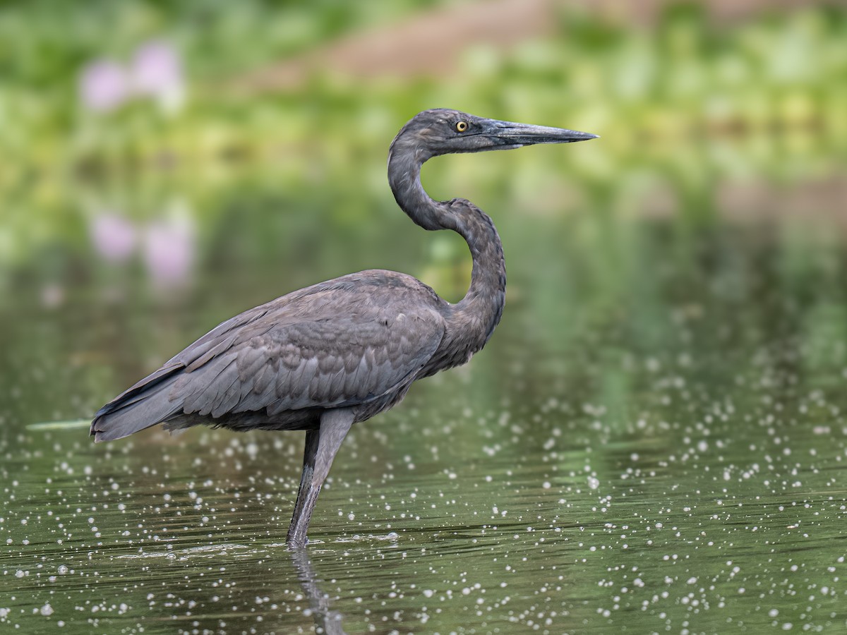 Humblot's Heron - ML646784853