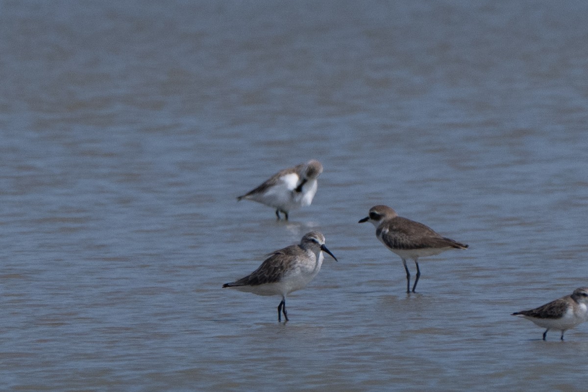 ヘラシギ - ML646784854