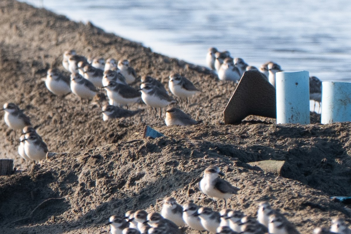 Small Pratincole - ML646784856