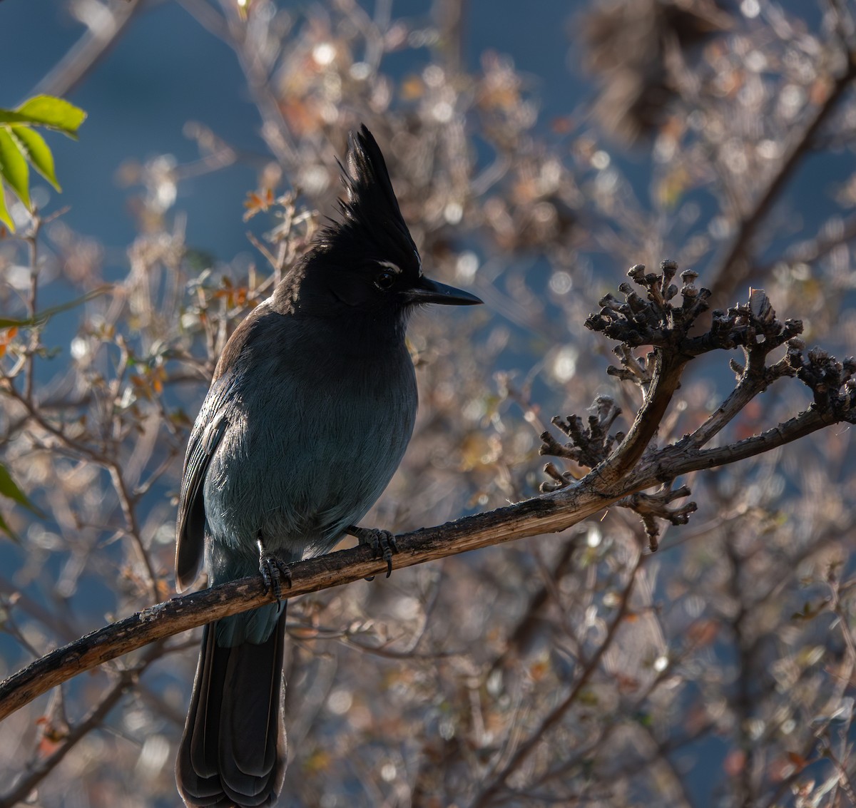 Стеллерова сойка [группа diademata] - ML646784857