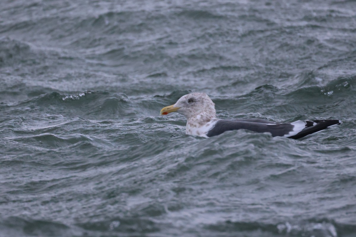 skifermåke - ML646784860