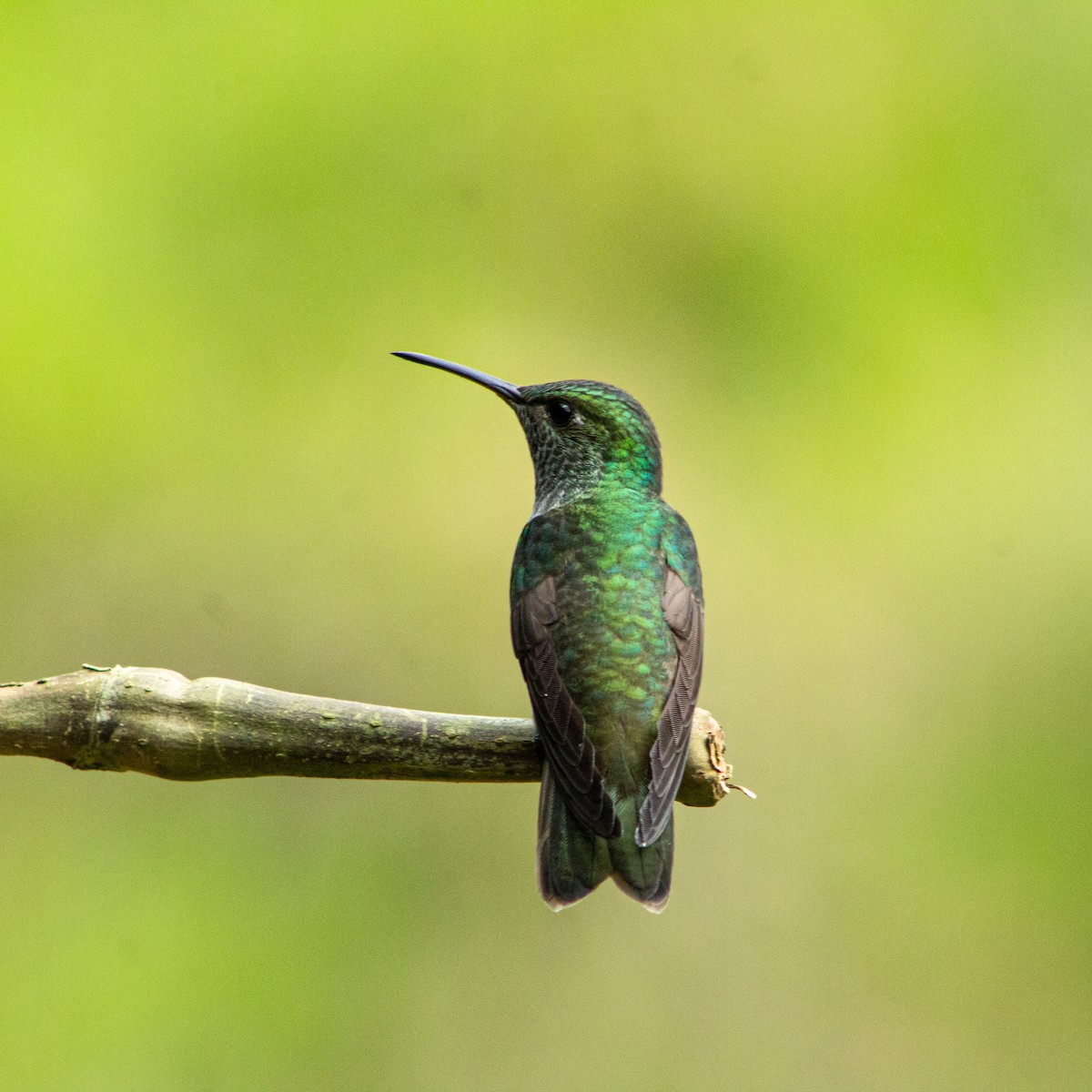 Versicolored Emerald - ML646784861