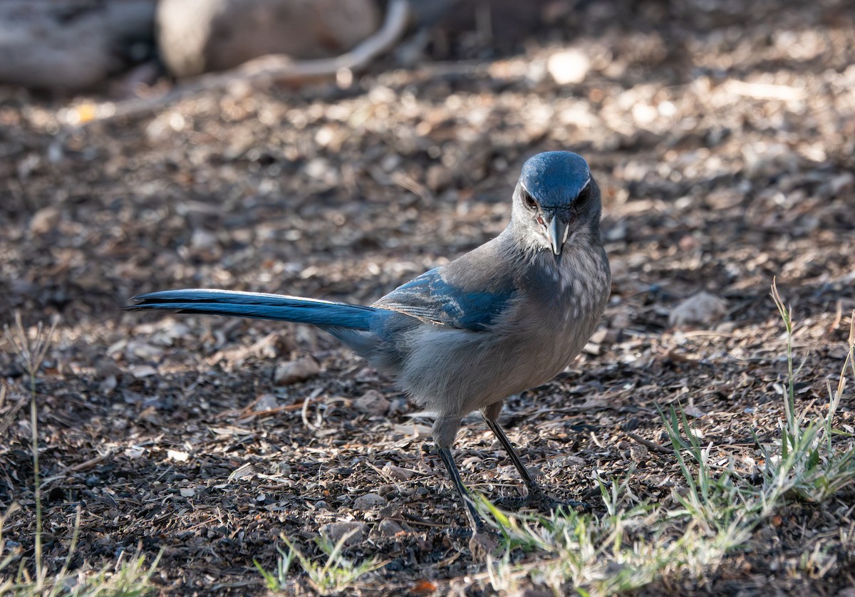 Woodhouse's Scrub-Jay - ML646784864