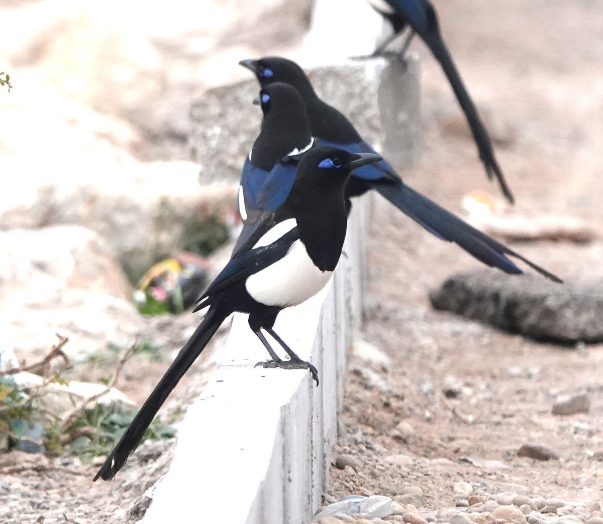 Сорока мавританська - ML646784865