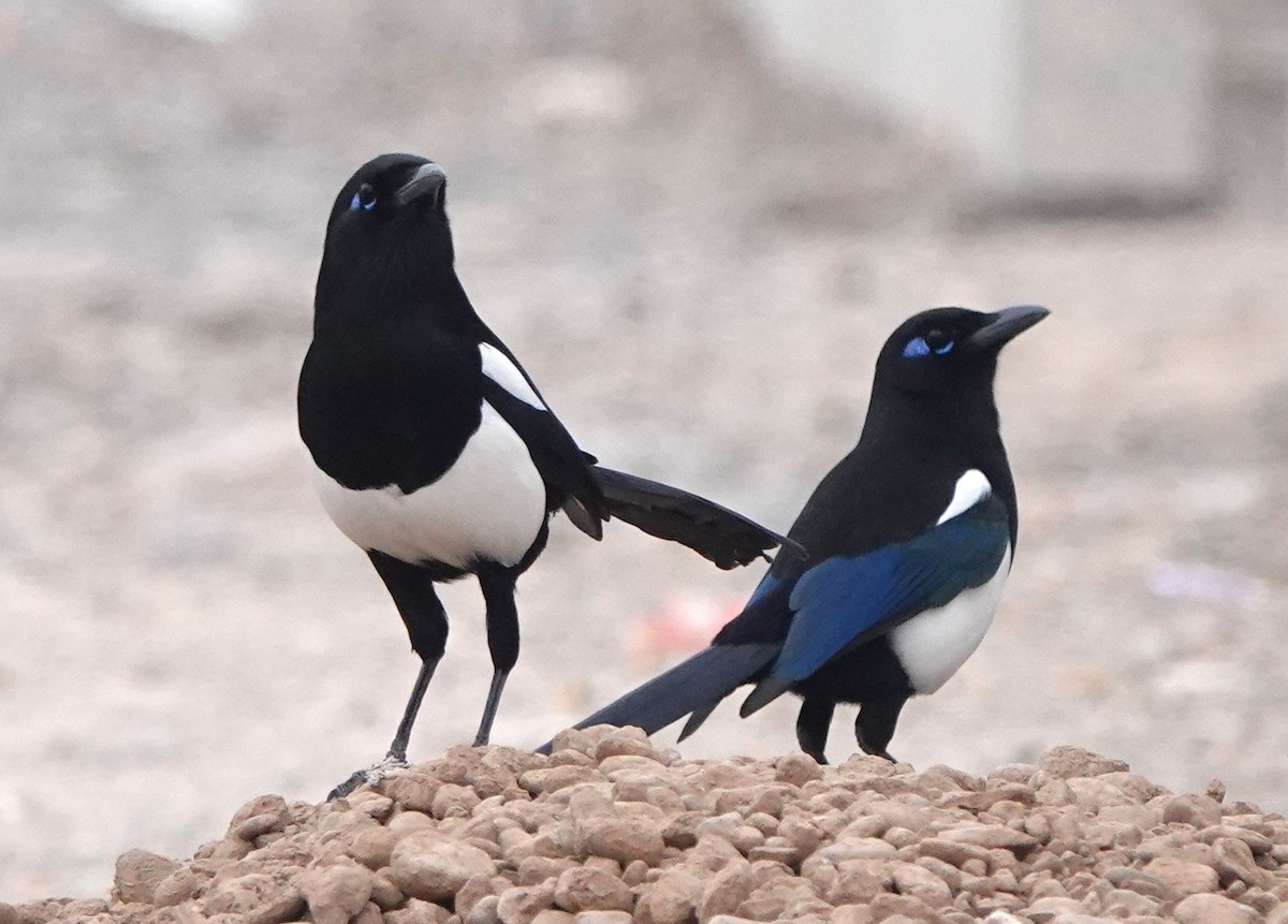 Сорока мавританська - ML646784866