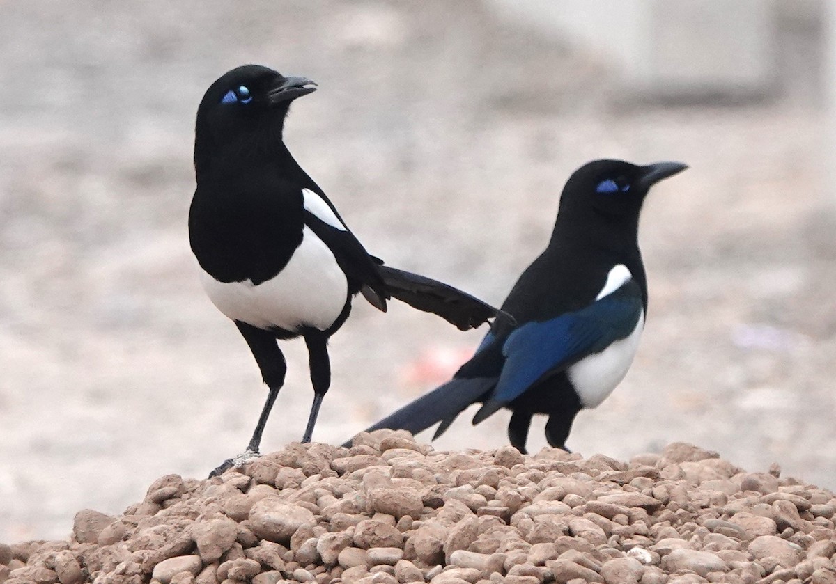 Сорока мавританська - ML646784867