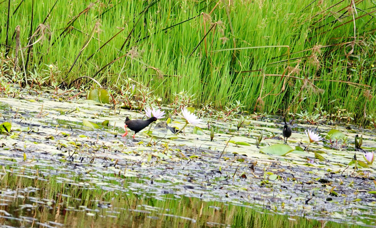 Black Crake - ML646784868