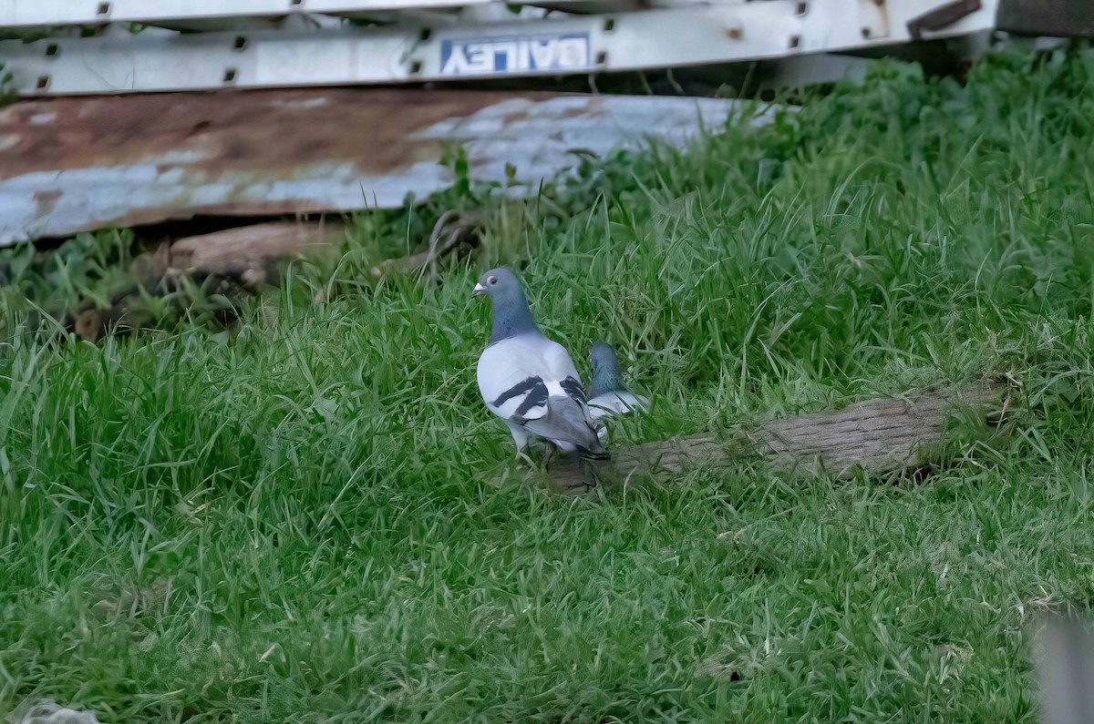 Haitz-usoa (etxekoa) - ML646784875