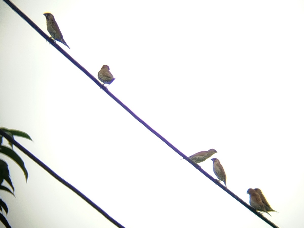 Scaly-breasted Munia - ML646784877