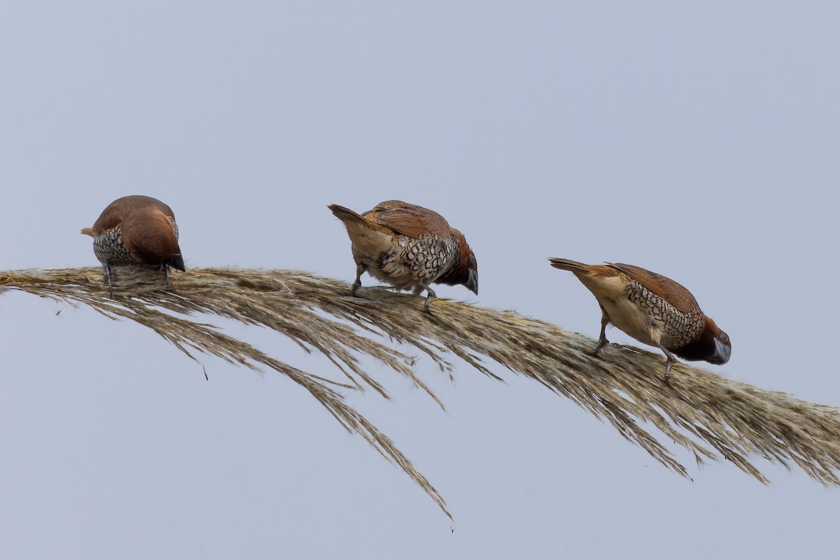 Scaly-breasted Munia - ML646784893
