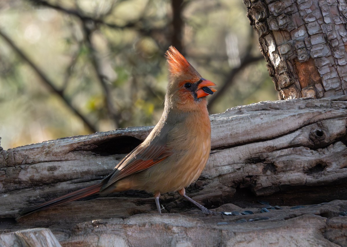 Northern Cardinal - ML646784894