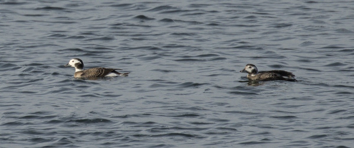 Long-tailed Duck - ML646784895
