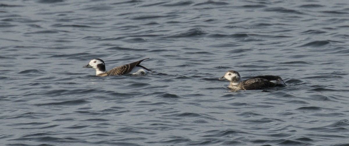 Long-tailed Duck - ML646784896