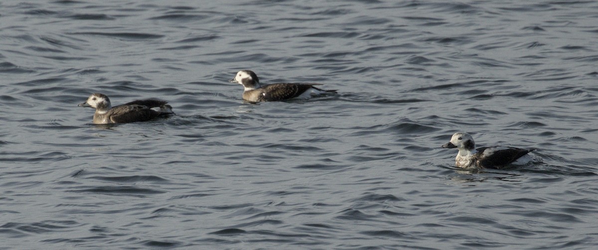 Long-tailed Duck - ML646784897
