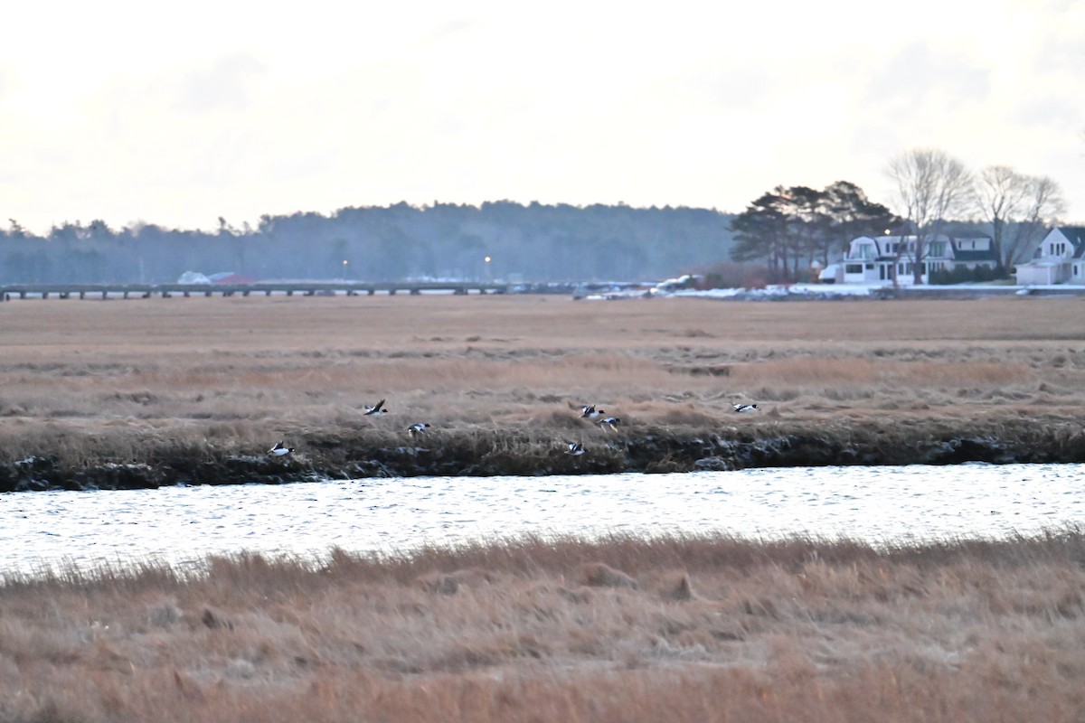 Altıngöz - ML646784898